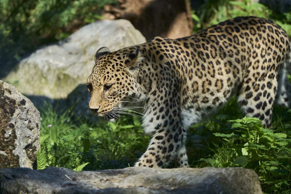 NRW-Zoo: Spar-Angebot für schnelle Besucher