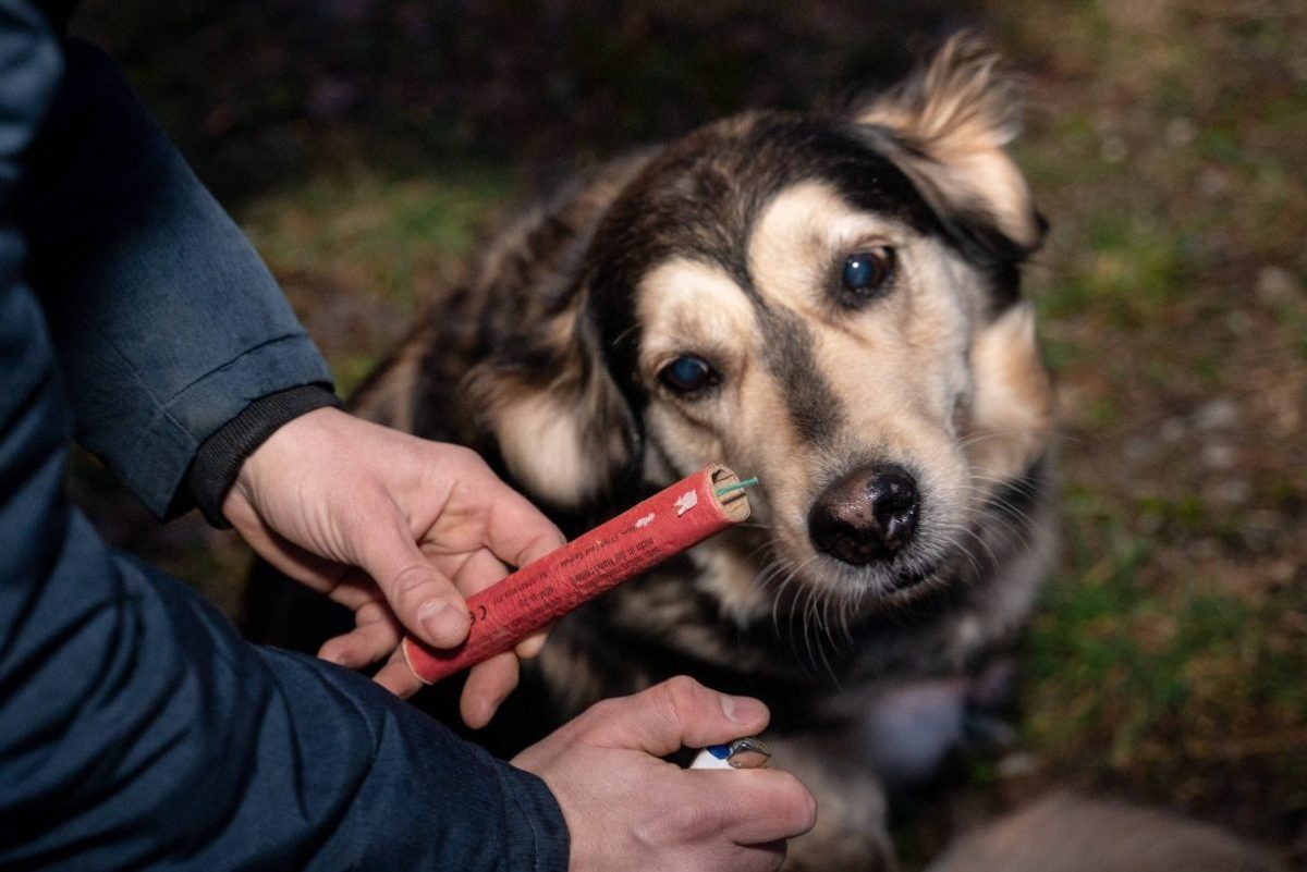 Angst an Silvester: Viele Hunde geraten in Panik.