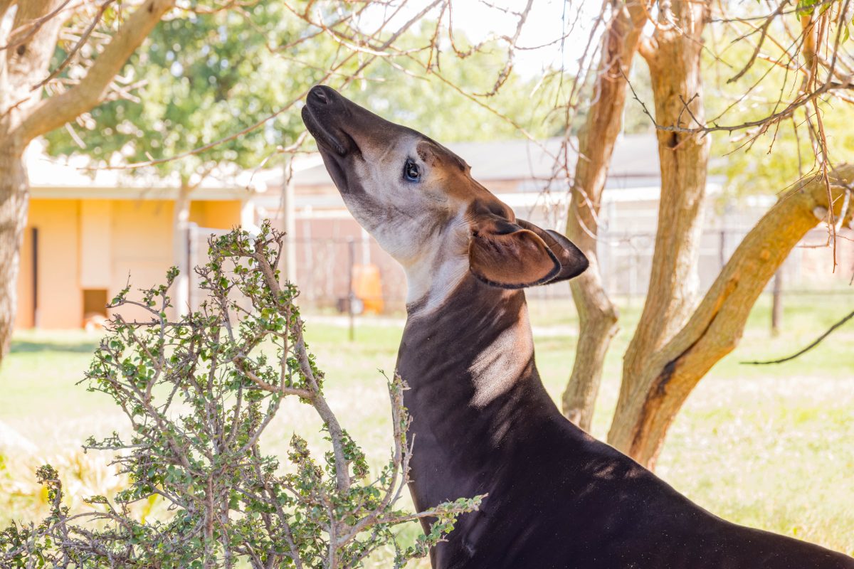 Dieser Zoo in NRW verkündet eine bittersüße Botschaft.