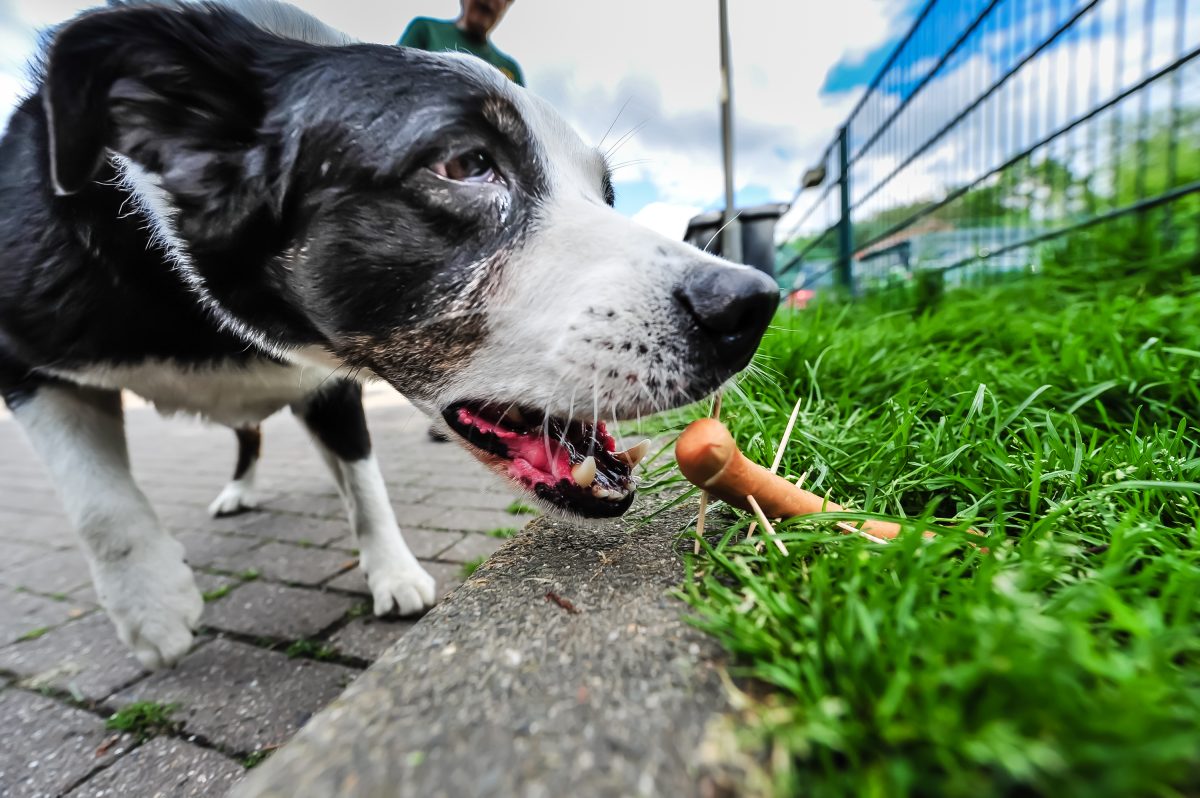 Hunde-Hasserin in NRW geschnappt – ihre Taten sind unbegreiflich
