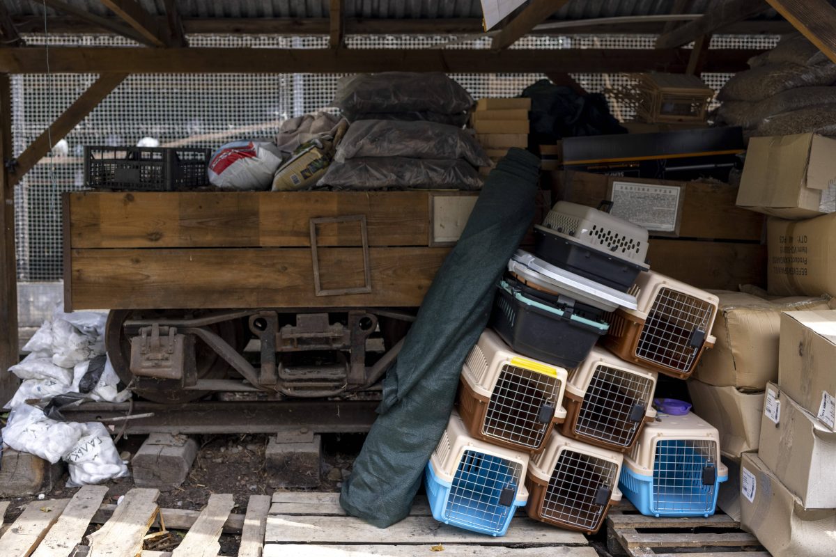 Tierheim in NRW: Mitarbeiter fassungslos, als sie in diese Box schauen – „Drückt die Daumen“