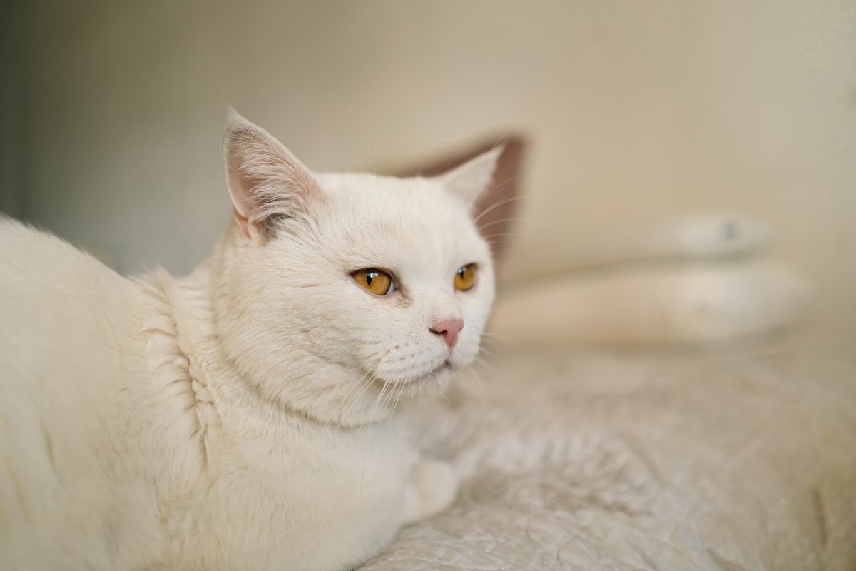 Katze landet in NRW Tierheim dass es sie überhaupt gibt ist ein Skandal DerWesten de