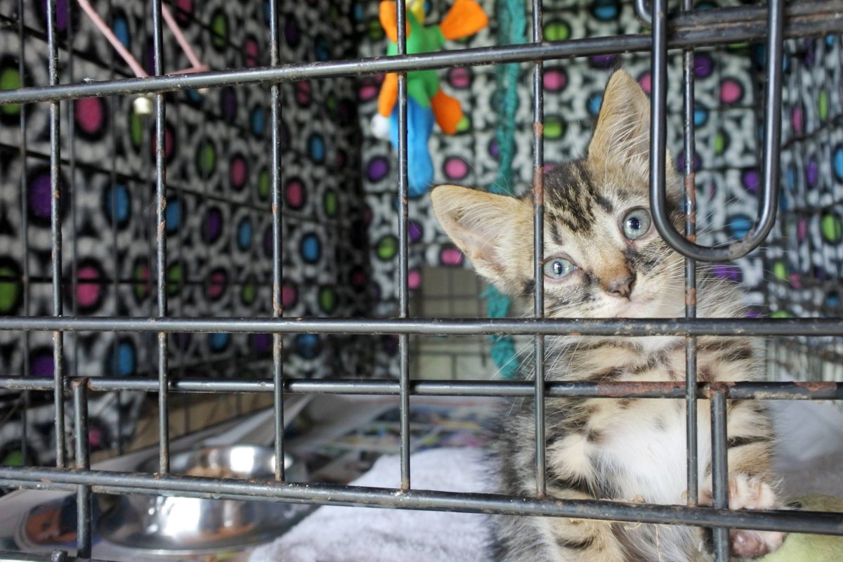Tierheim in NRW erlebt Katzen-Horror – Pflegerin: „Wir waren extrem geschockt“