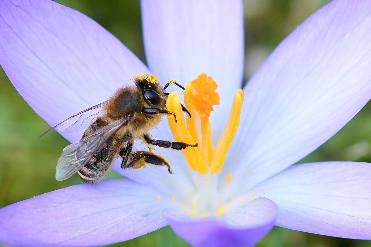 Wetter in NRW: Frühlingsvorboten, milde Temperaturen und Regen im Gepäck