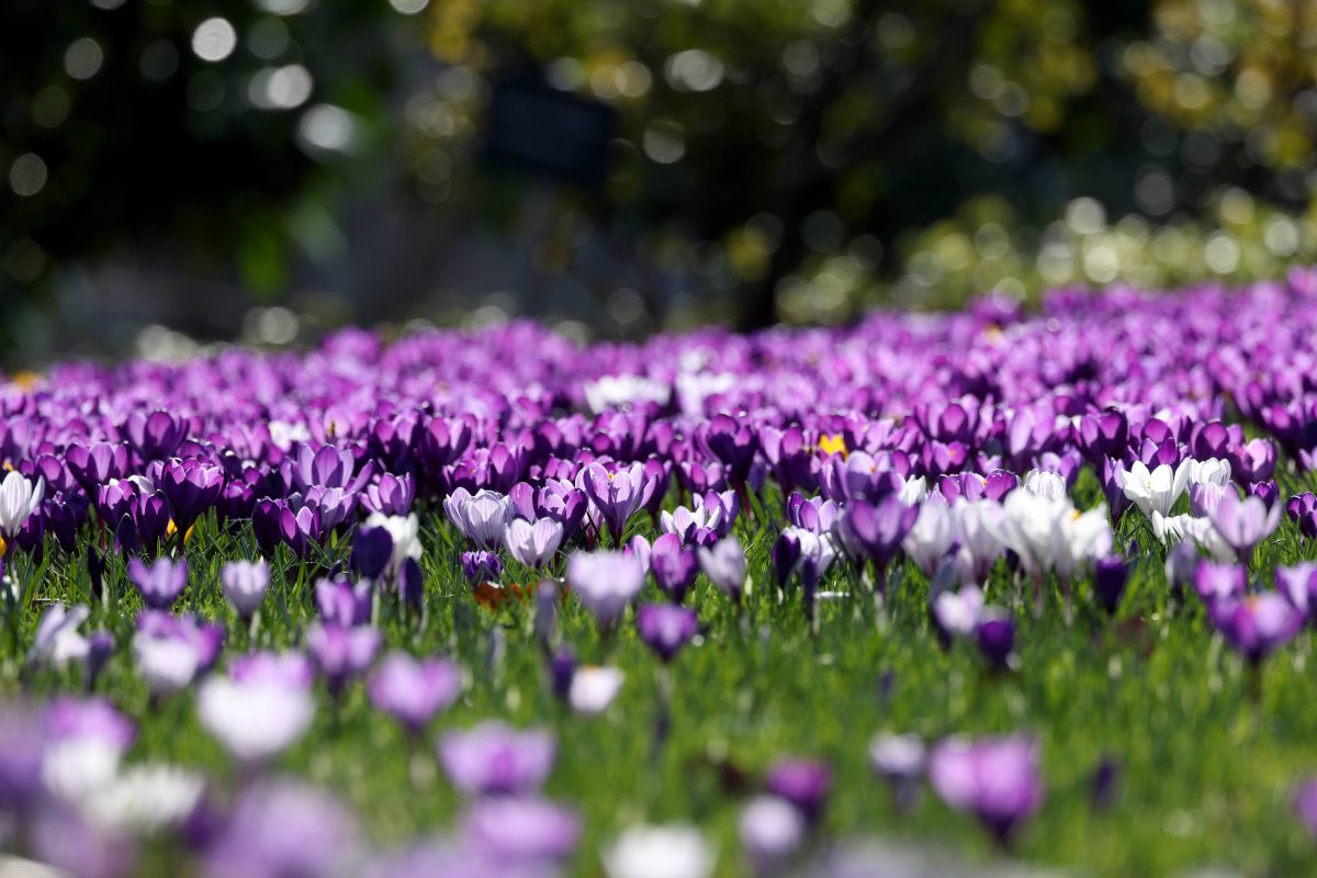 Das Wetter in NRW könnte kurz vor Frühling nochmal wechselhaft werden.