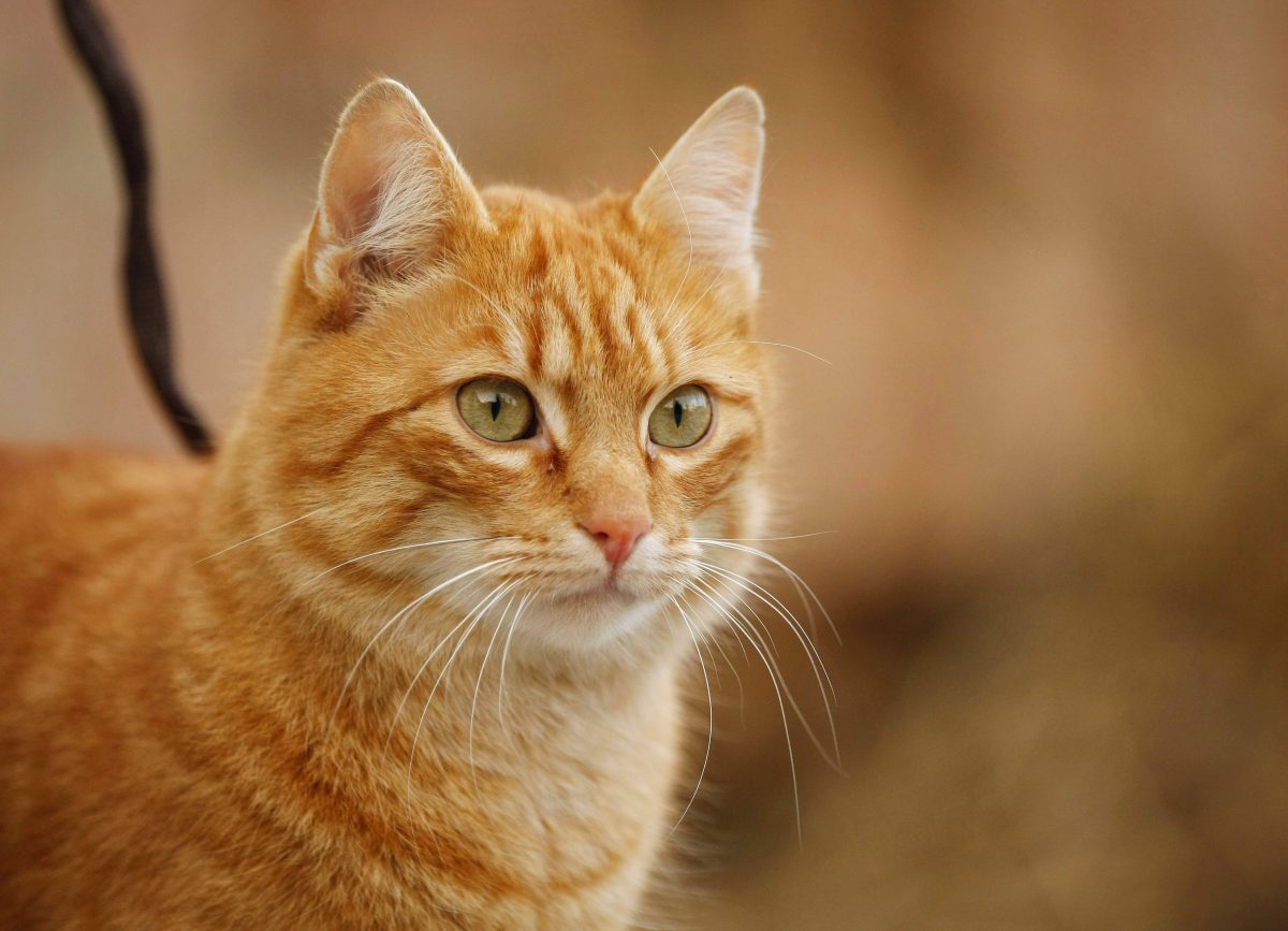 Tierheim in NRW gibt Katze ungewöhnliche Namen – doch die Geschichte dahinter schockiert