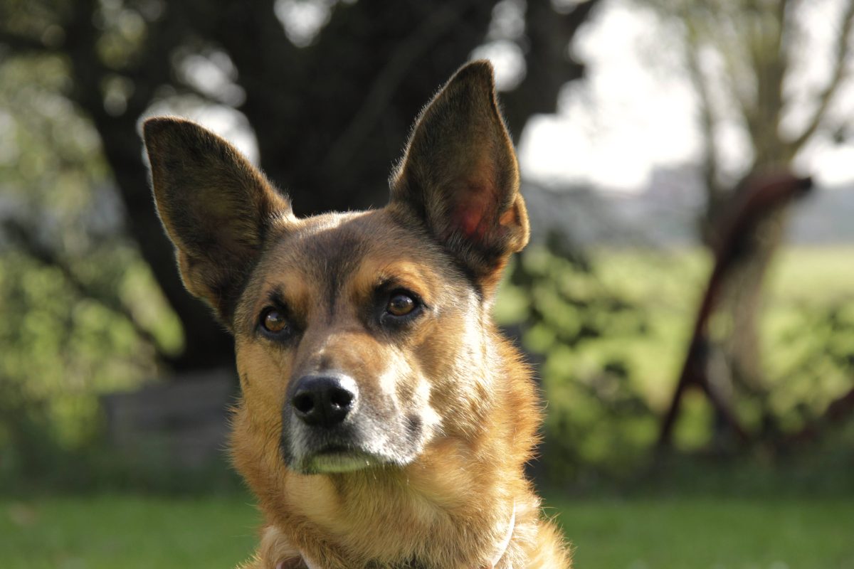 Ein Tierheim in NRW zeigte erschreckende Bilder.