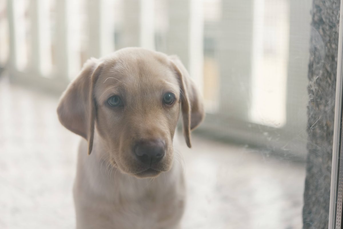 NRW-Tierheim vermittelt Hunde – was sie erlebt haben, lässt Tierfreunde erschaudern