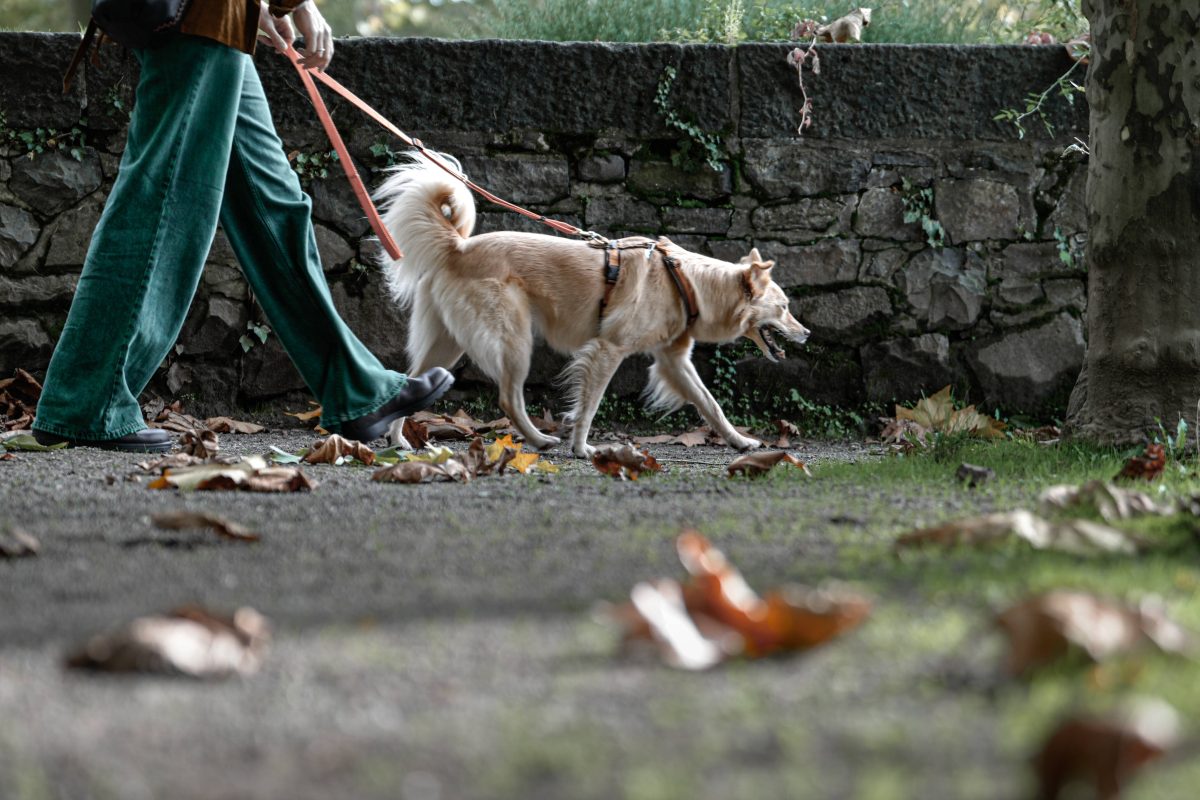 Hunde-Besitzerin aus NRW geht mit Vierbeinern Gassi – unfassbar, was sie sich anhören muss