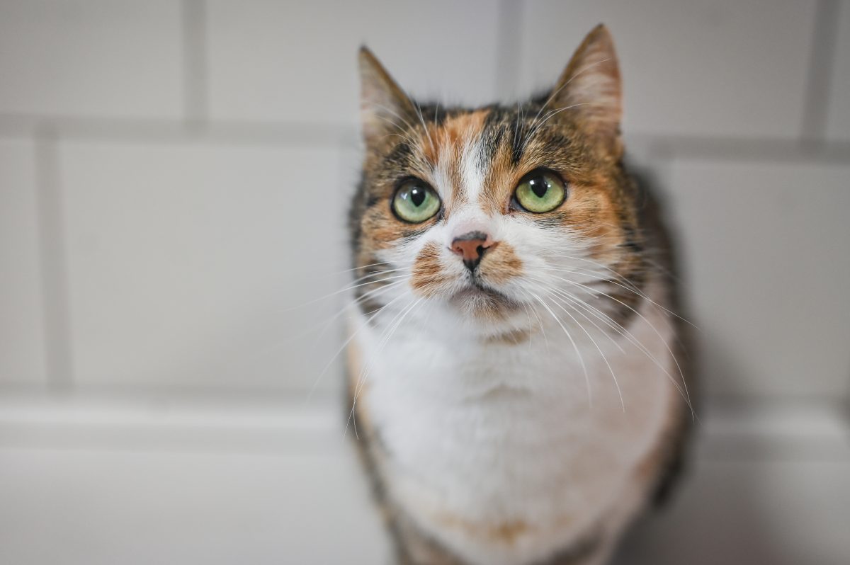 NRW-Tierheim vermittelt Katze – plötzlich nimmt das Drama seinen Lauf