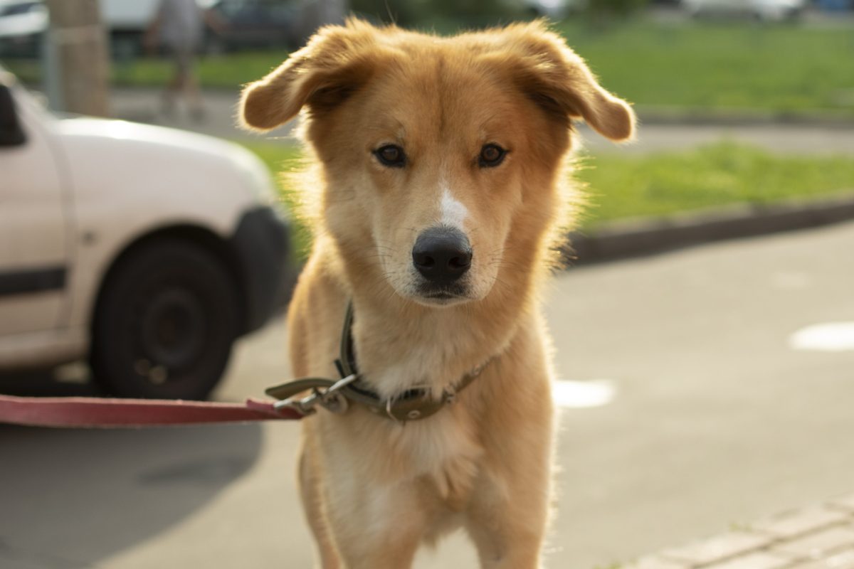 Hund in NRW: Besitzer will nur kurz bei Edeka einkaufen – dann beginnt das Drama