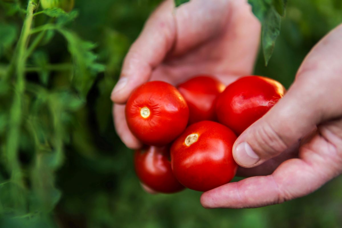 Wie sieht die Ernährung der Zukunft in Deutschland aus?