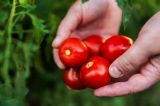 Wie sieht die Ernährung der Zukunft in Deutschland aus?