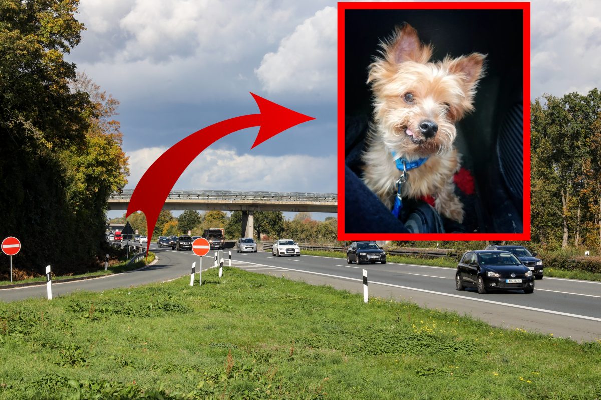 Hund auf A1 in NRW ausgesetzt – Blick in sein Maul lässt Tierheim verzweifeln