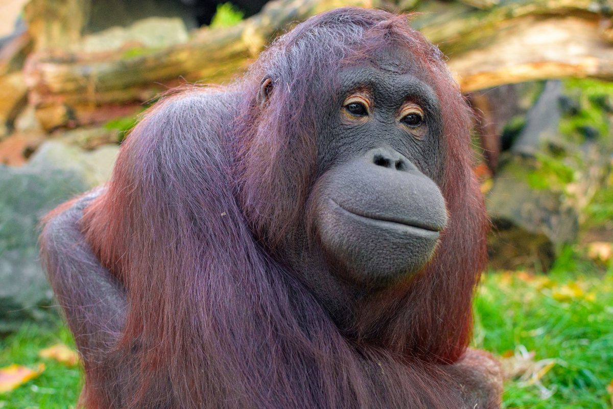 Zoo Duisburg sorgt sich um Besucher-Liebling – im OP offenbart sich der Grund