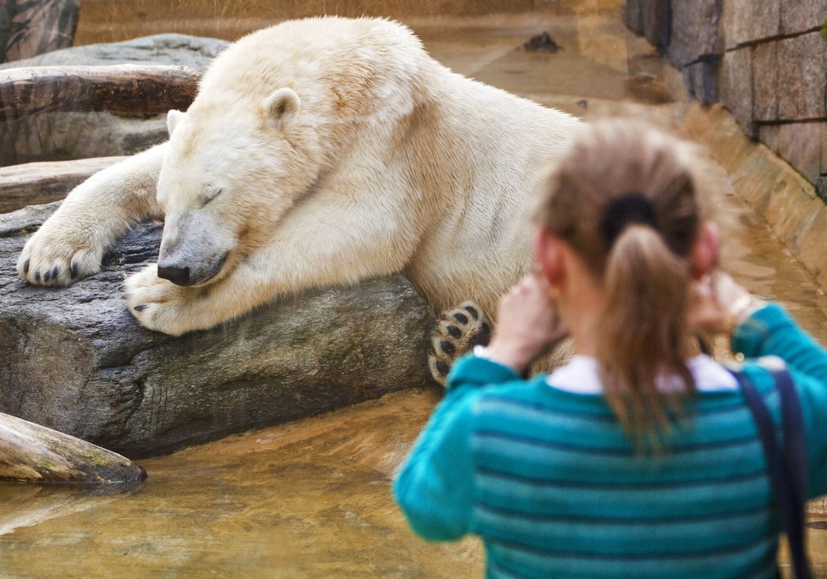 Zoo in NRW dreht an der Preisschraube – DAS müssen Besucher an der Kasse sagen, um zu sparen