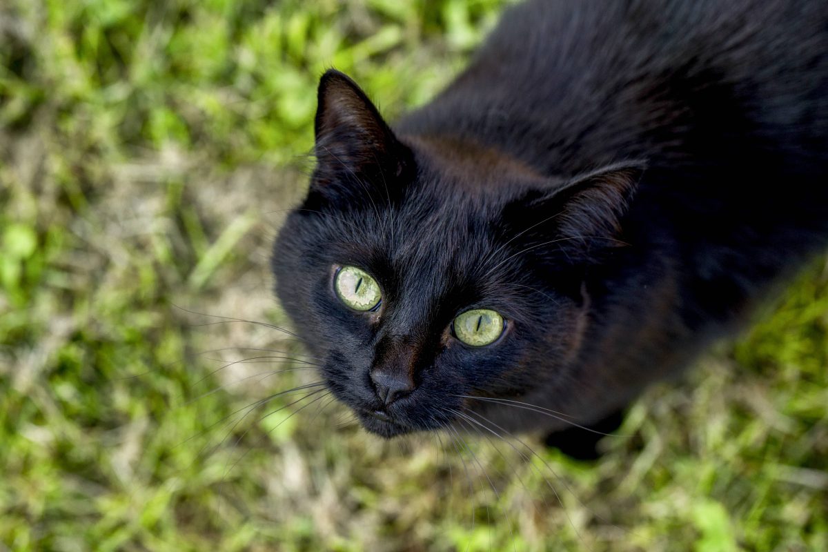 Die Geschichte dieser verlorengegangenen Katze in NRW ist unglaublich.