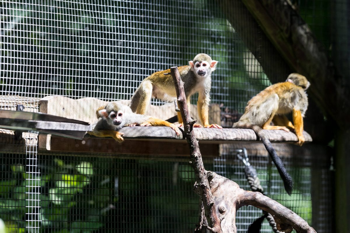 Zoo Dortmund: Wilde Aktion im Gehege – Familienvater ist völlig irritiert