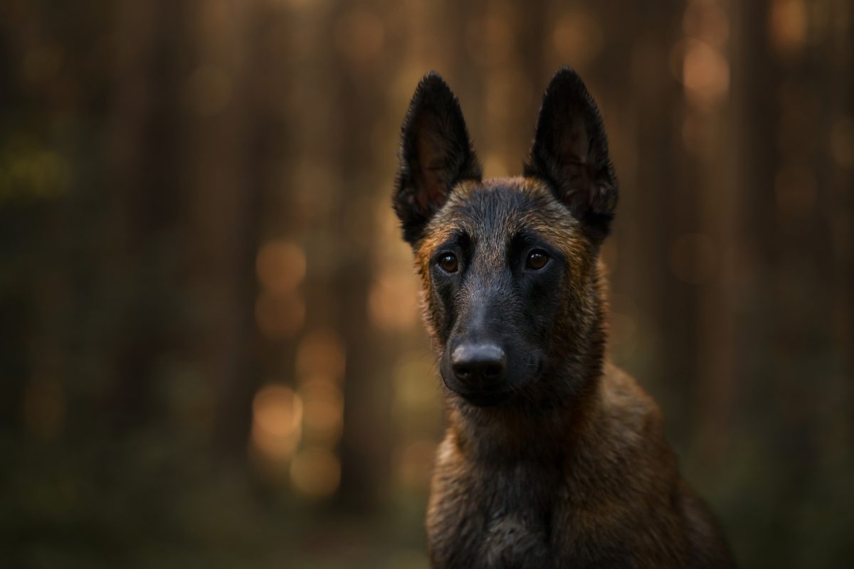 Das Leben im NRW-Tierheim wirkt sich bereits auf die Gesundheit des Hundes aus,