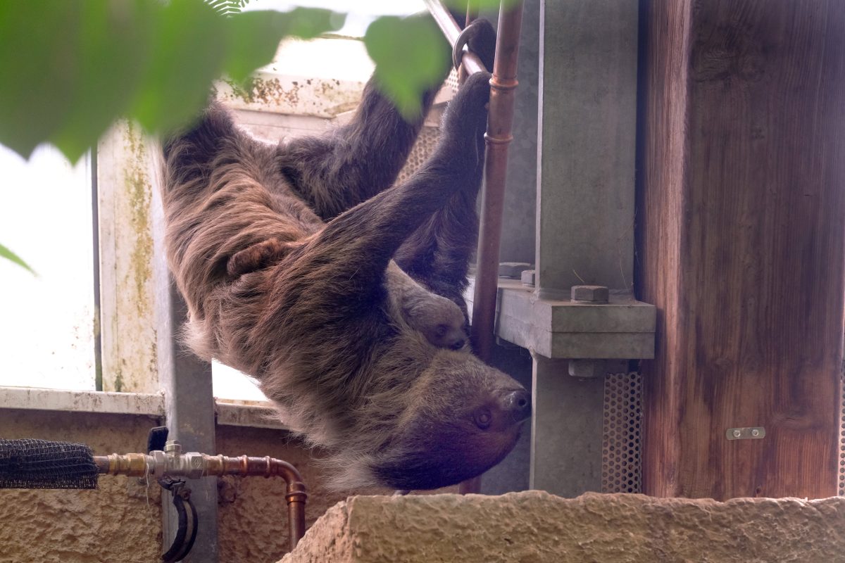 Zoo in NRW im Guinessbuch der Rekorde – du ahnst nicht, wofür
