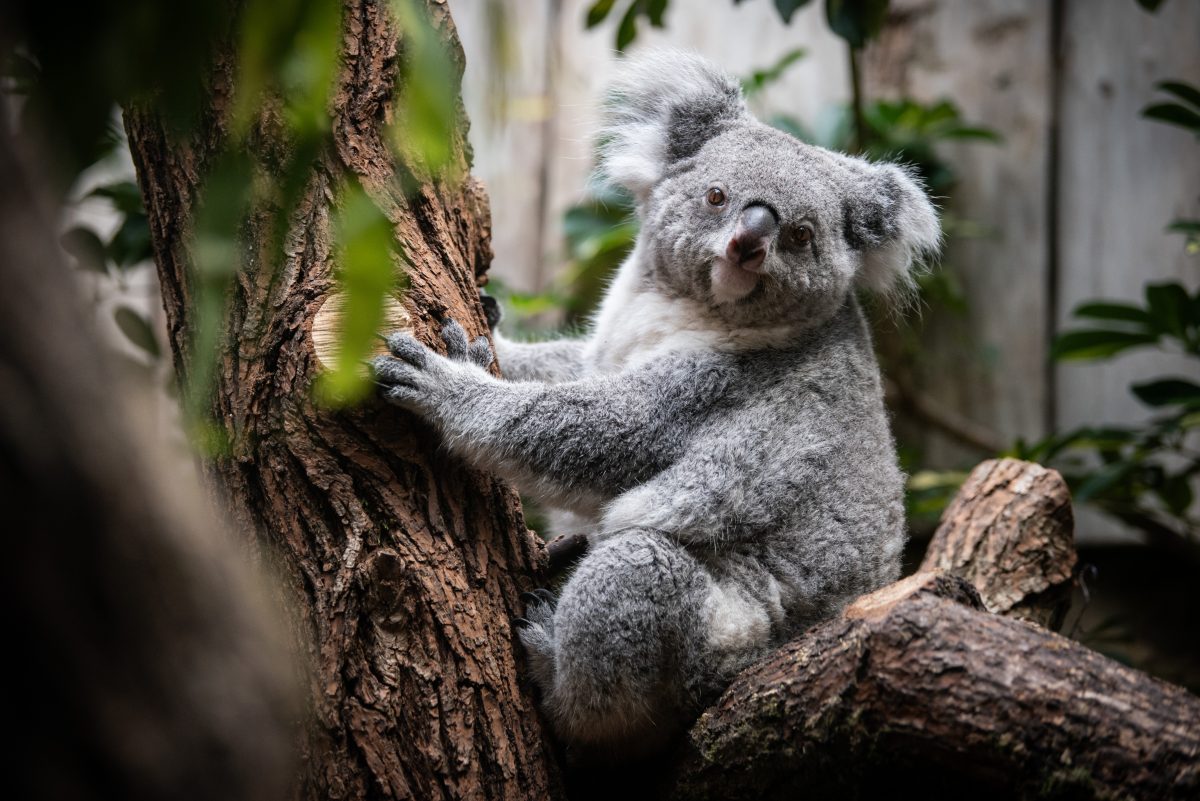 Zoo Duisburg zeigt bewegende Fotos: Koala-Fans voller Trauer – „Ein großer Verlust“