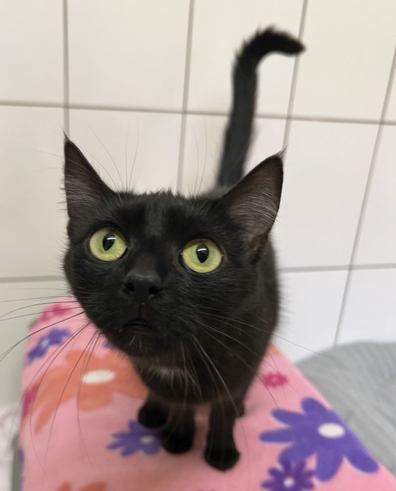 Tierheim in NRW: Katze muss zum Ultraschall – was Pfleger dort sehen, lässt sie sprachlos zurück