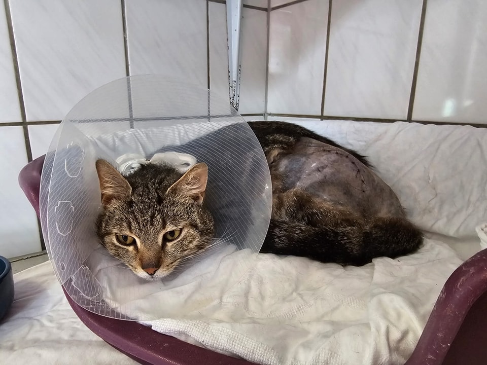 Katze In NRW Schleppt Sich Schwer Verletzt In Garten - Tierheim ...