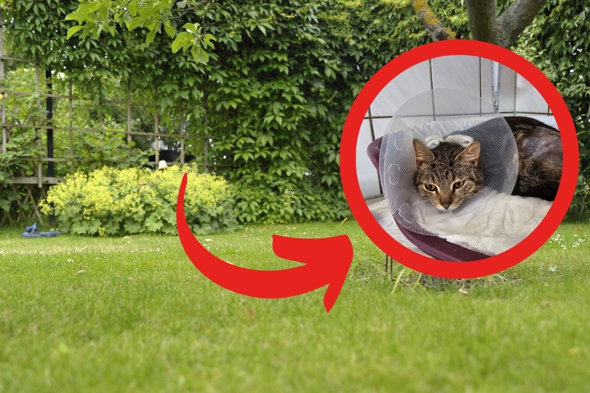 Diese Katze in NRW schleppte sich schwer verletzt in einen Garten