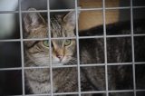 Im Tierheim Duisburg wartet ein Katzen Notfall