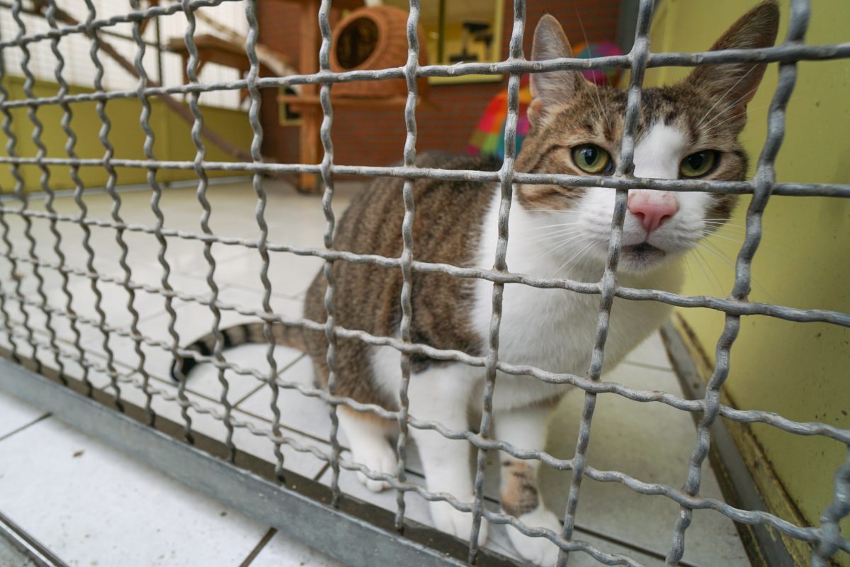 Tierheim Bochum: Tierpfleger müssen nach Verletzung eine schwere Entscheidung treffen