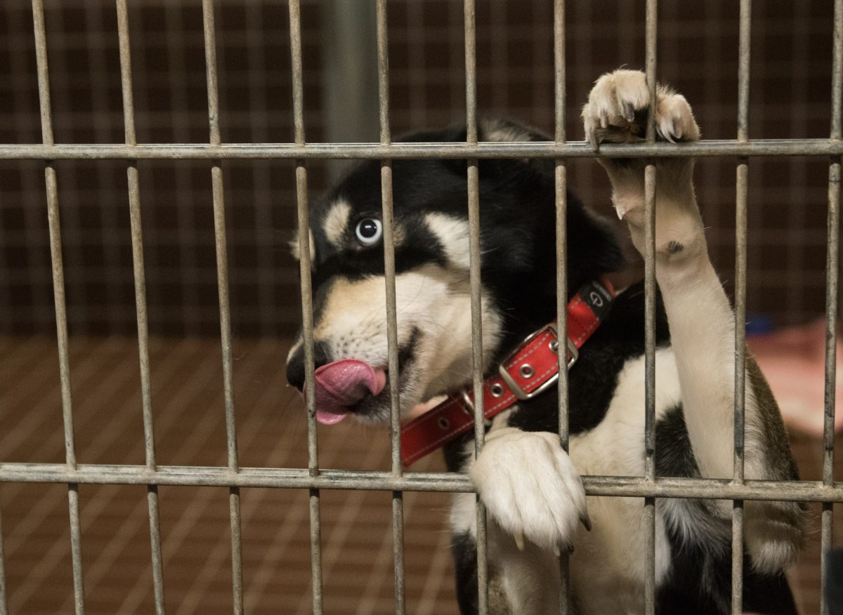 Hunde-Drama in NRW-Tierheim! Plötzlich ist „alles voller Blut“