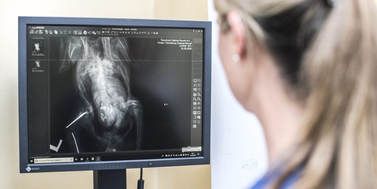 Dortmunder finden angeschossene Taube und sind vom Röntgenbild schockiert