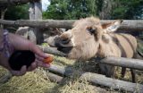 Zoo Dortmund: Eselfohlen wird geboren