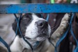 Hund in NRW verliert sein zuhause aufgrund der Angst vor Silvester-Knallern