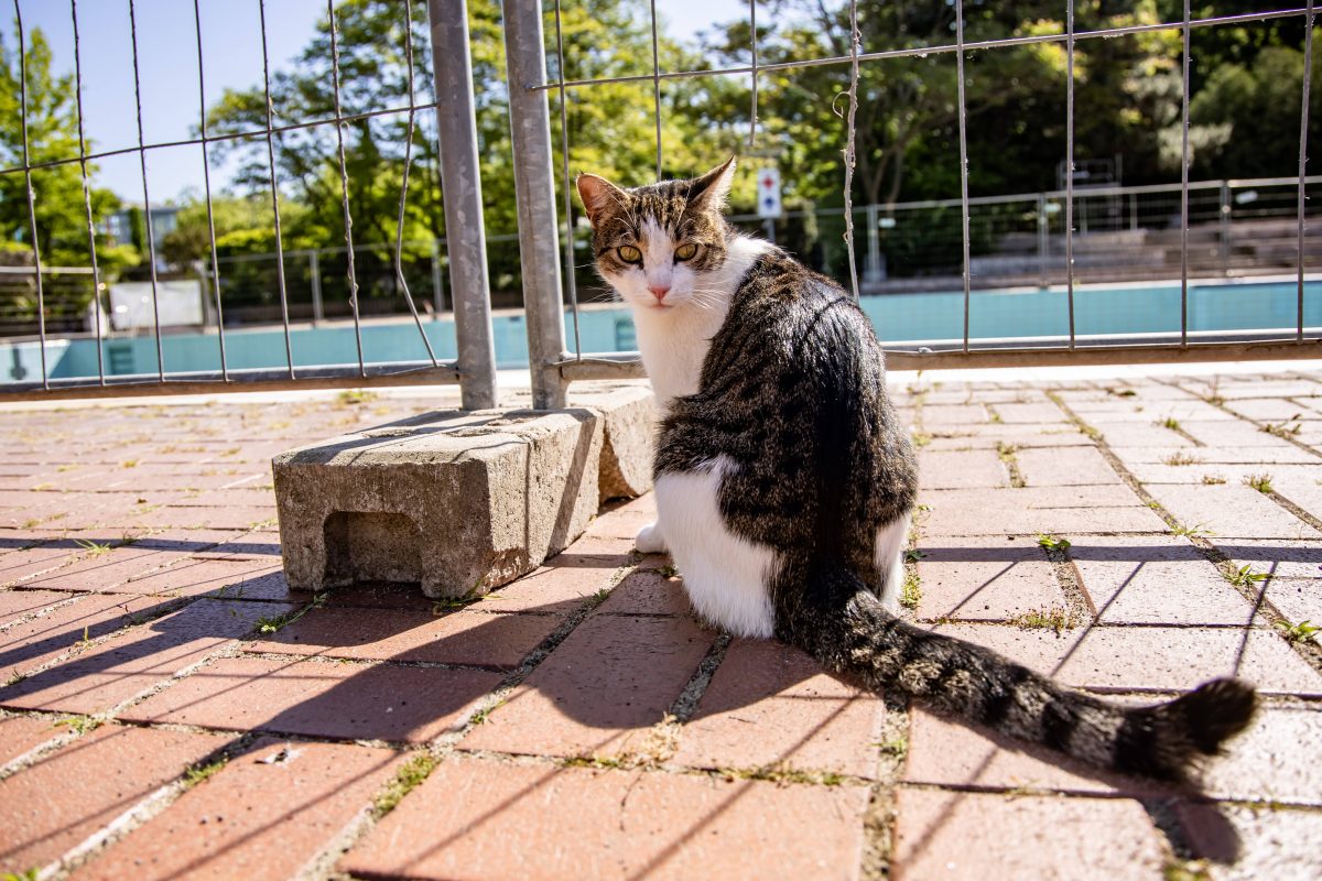 Eine Katze in NRW wurde auf einer Baustelle gefunden und versorgt. (Symbolfoto)