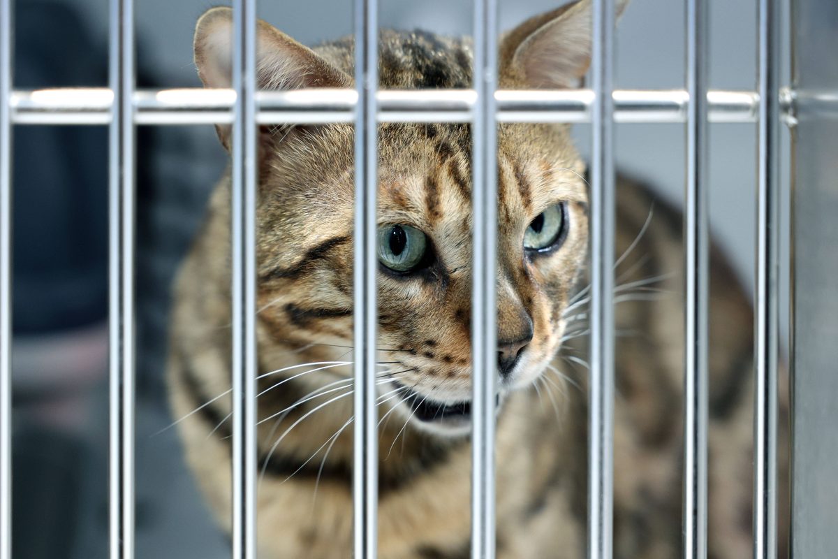 NRW-Tierheim rettet 60 Tiere auf einen Schlag – der Anblick dieser Katze lässt Pfleger blass werden