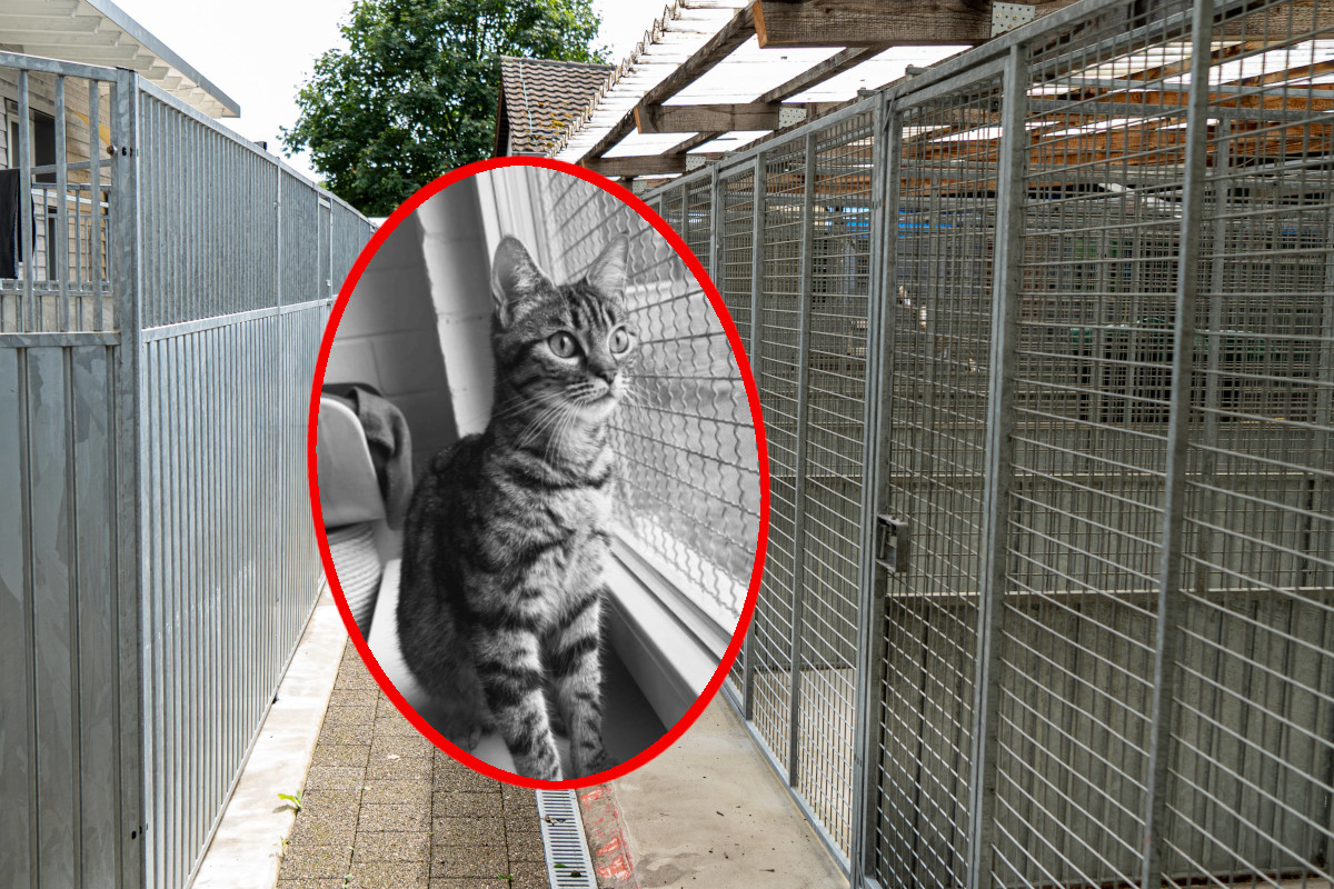 Tierheim in NRW trauert um Katze: Pflegerin untröstlich! „Mein Herz weint so sehr“