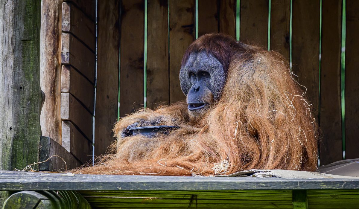 Zoo Dortmund: Nervenkitzel im Gehege – Besucher zittern bis zur letzten Sekunde! „Oh je“