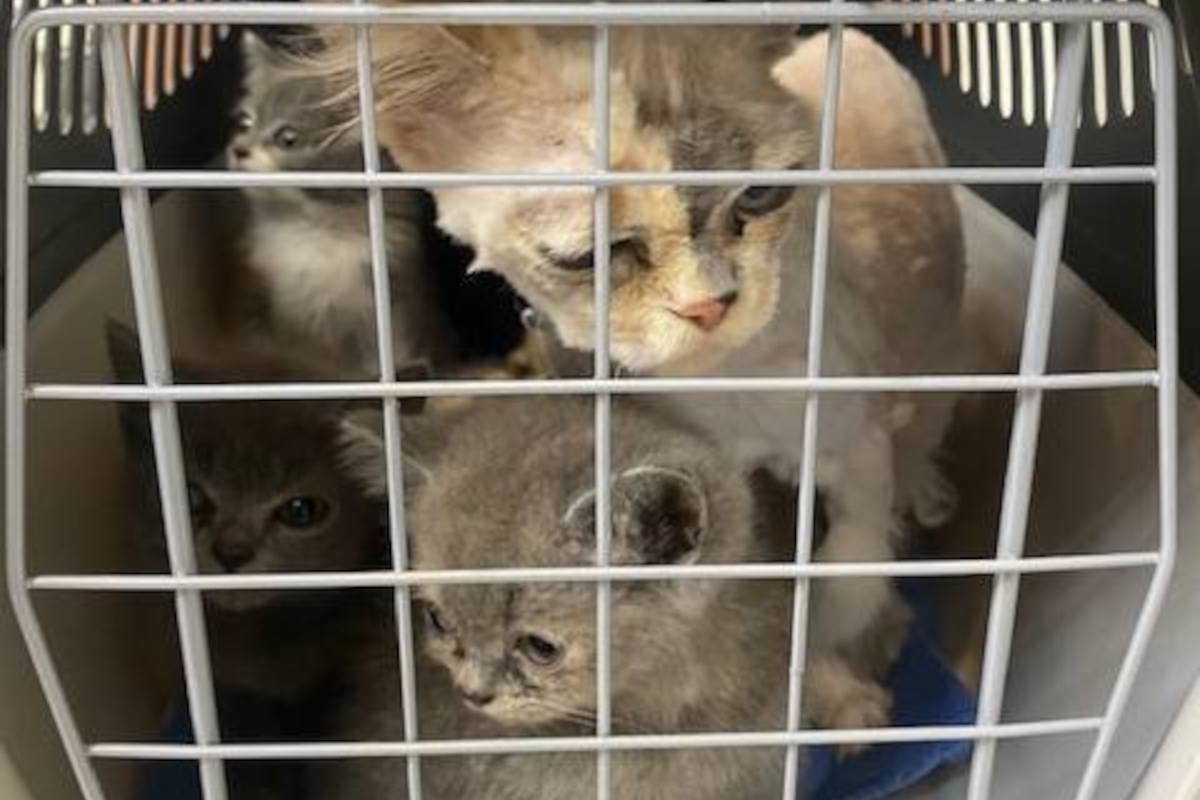 Tierheim Essen: Katzenbesitzer tischt Pflegern Lügen auf – „Wir sind ja nicht total verblödet“