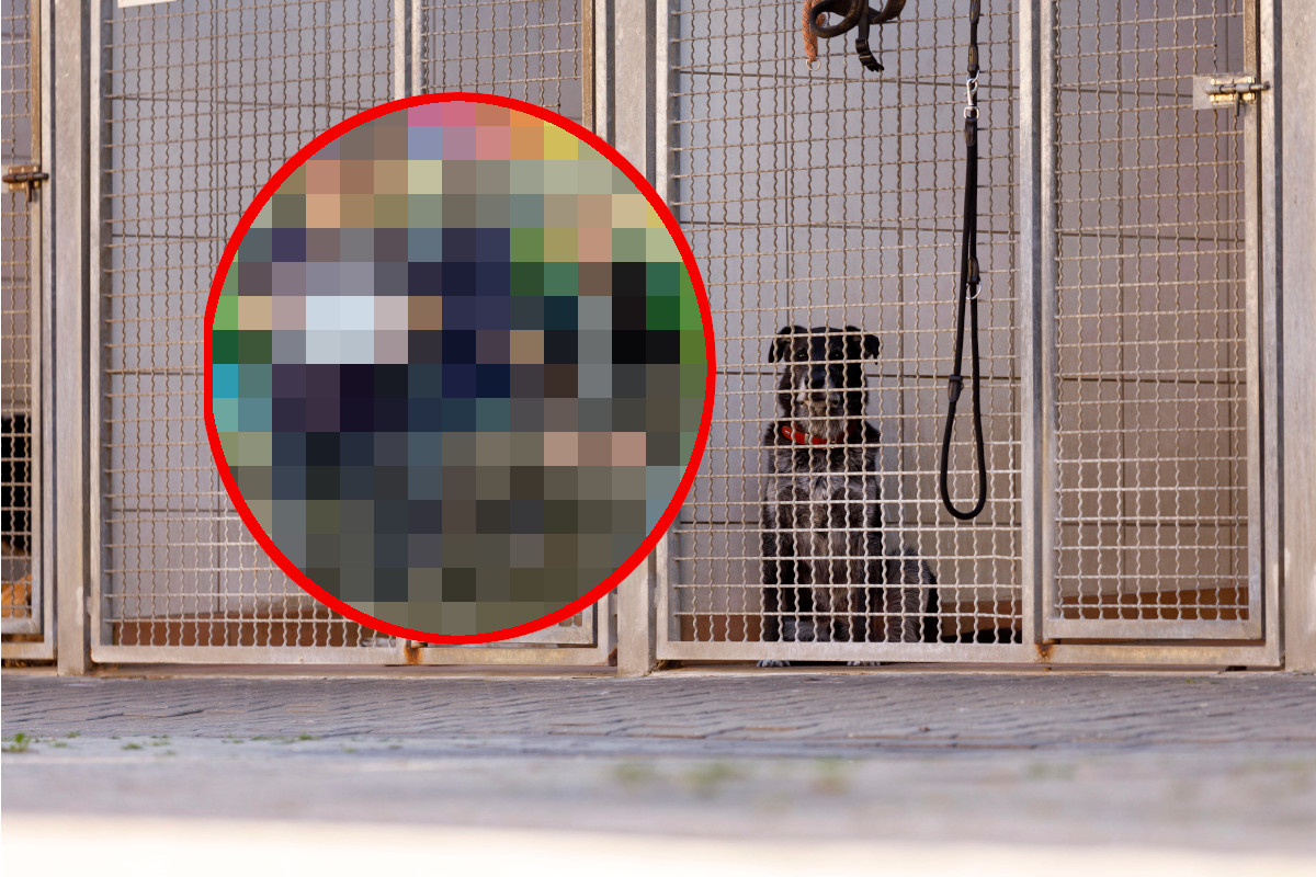 Tierheim in NRW: Plötzlich steht ein Kind vor der Tür – Tierpfleger können kaum glauben, was es dabei hat