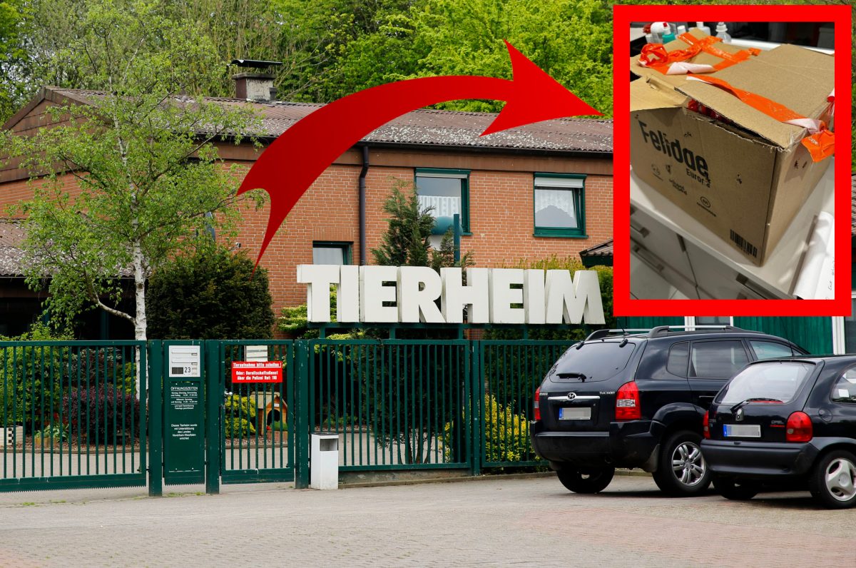 Tierheim Bochum öffnet Karton – Mitarbeiter fassungslos! „Mir kommen die Tränen“