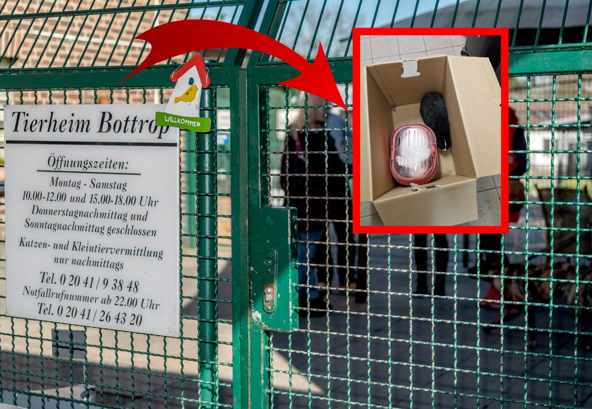 Tierheim im Ruhrgebiet entdeckt Pakete vor Tor – Inhalt verstört! „Wie kann man nur?“