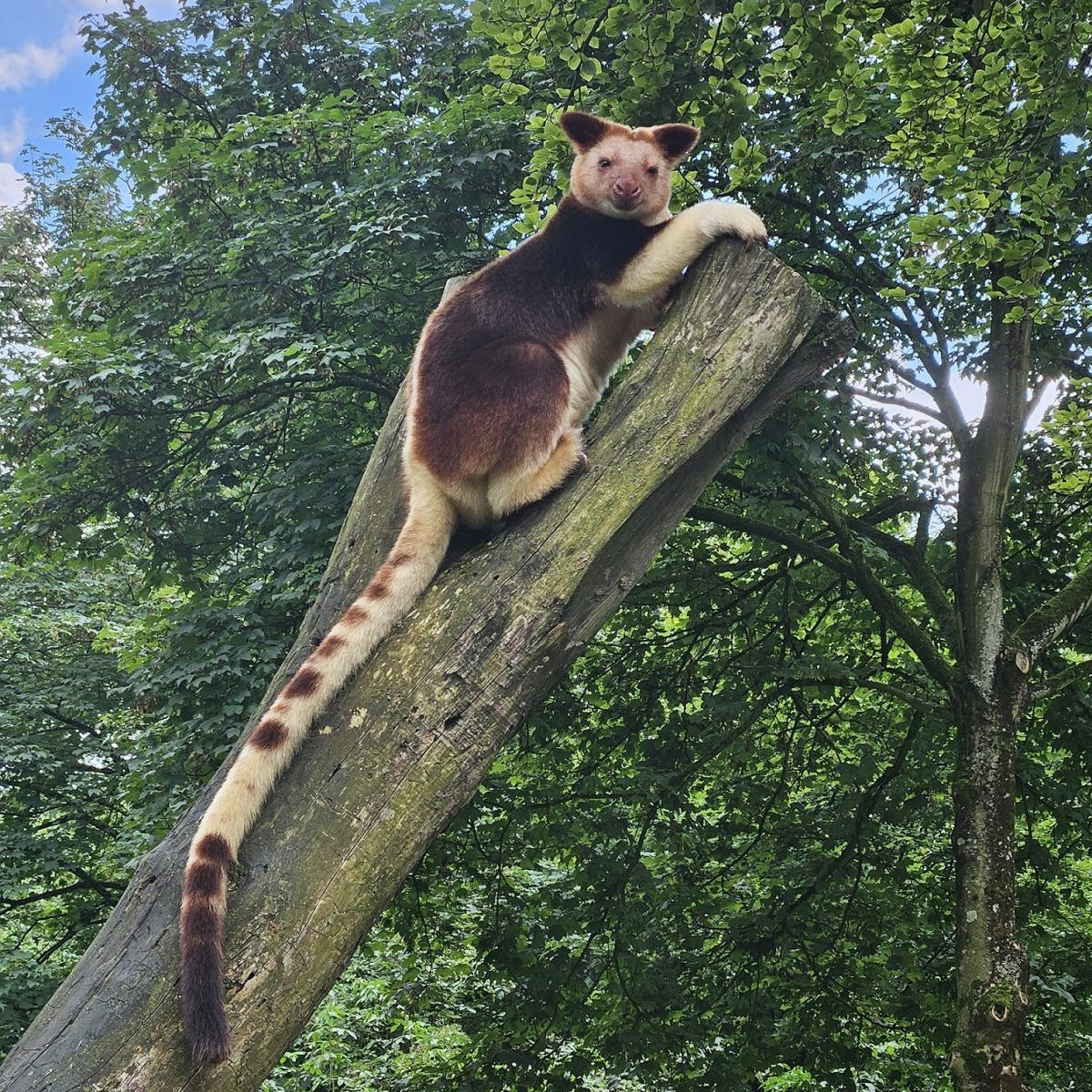 Zoo Duisburg: Blick ins Gehege lässt Besucher staunen – das gab es noch nie