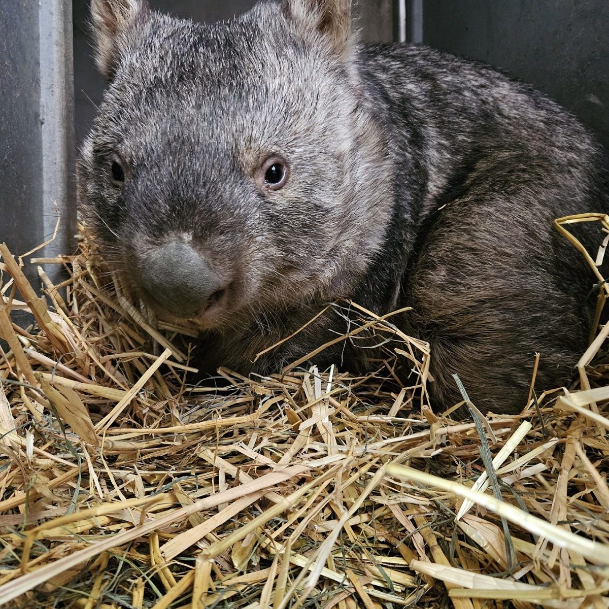 Zoo Duisburg muss Besucherliebling ziehen lassen – doch die Trauer währt nur kurz