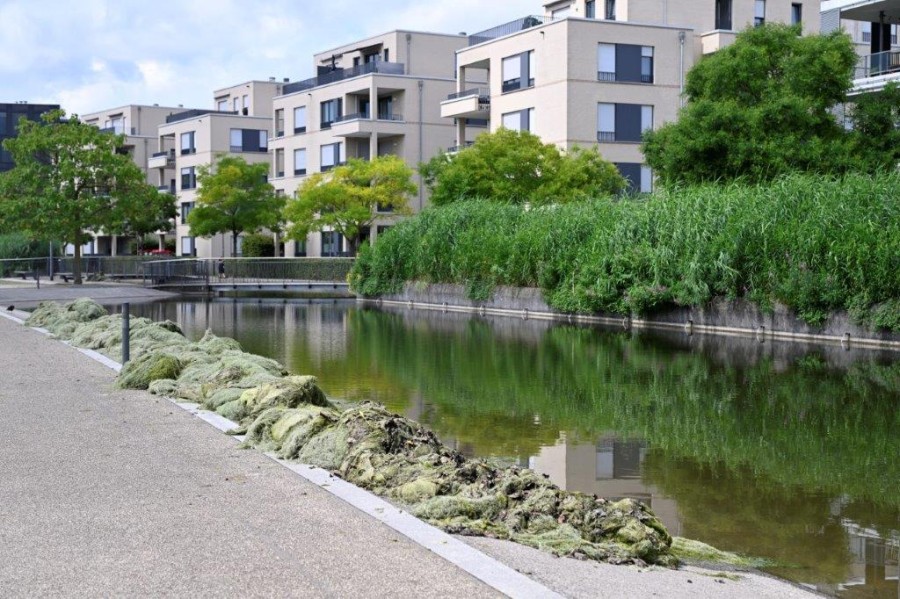 Essen: Wasser ist plötzlich grün! Der Grund dahinter ist ernst