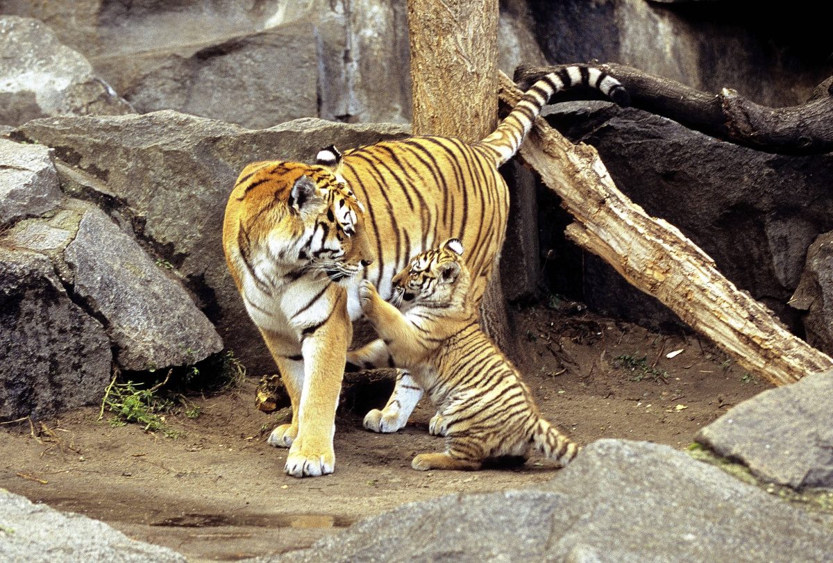 Zoo in NRW: Blick ins Gehege macht alles klar – diese Szenen gehen unter die Haut