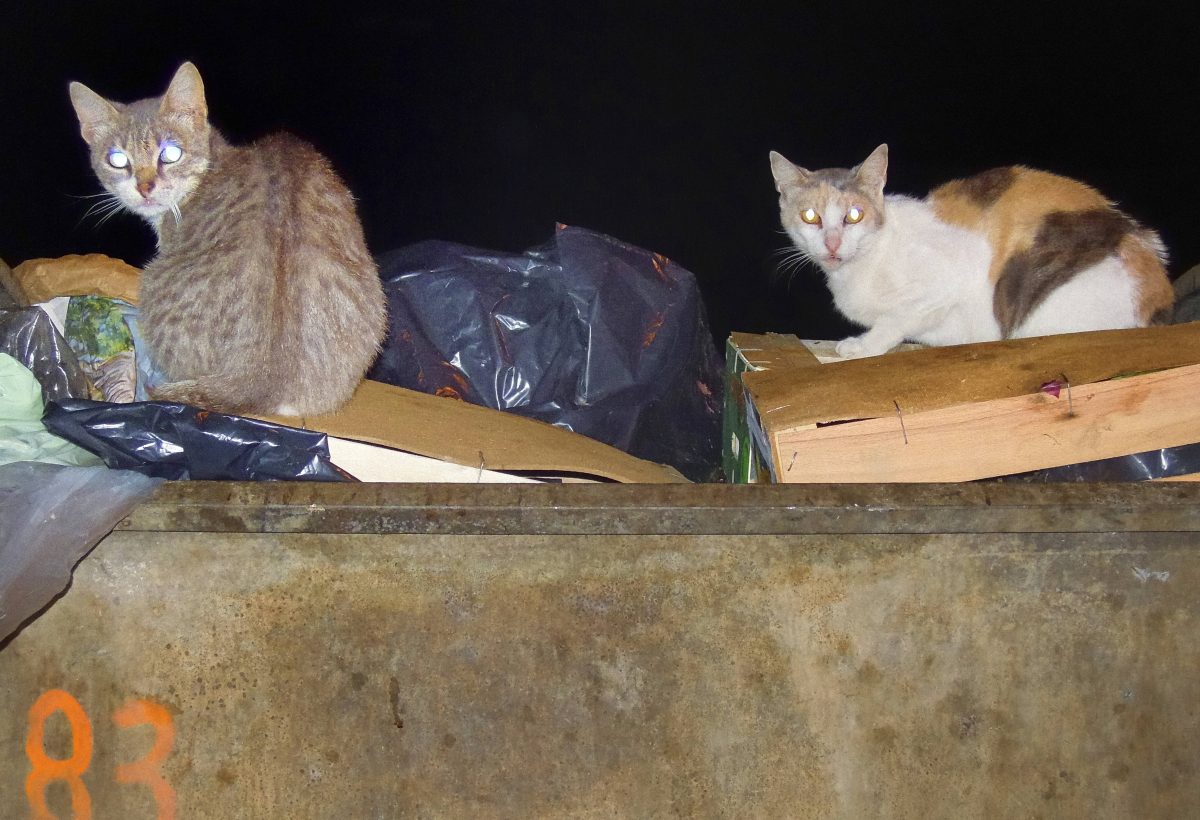 Tierheim in NRW muss Katzen aus wahrer Hölle befreien – „Heilfroh über Ganzkörper-Anzüge“