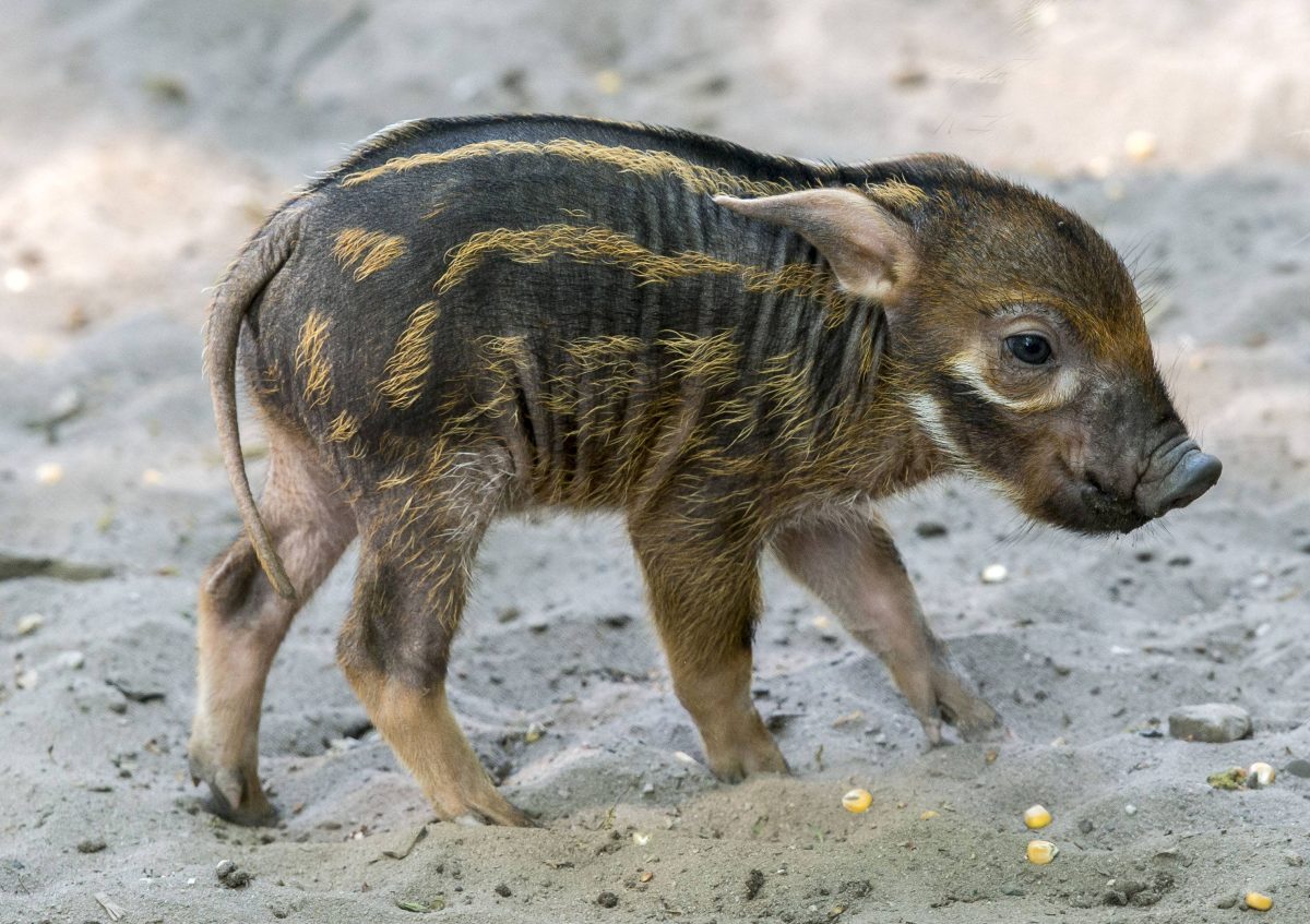 Schweinerei im Zoo Wuppertal – Besucher haben klare Meinung