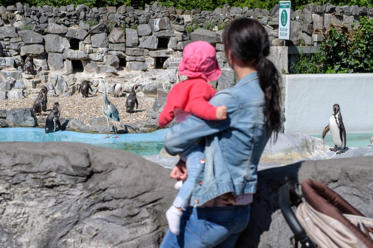 Zoo NRW Pinguine