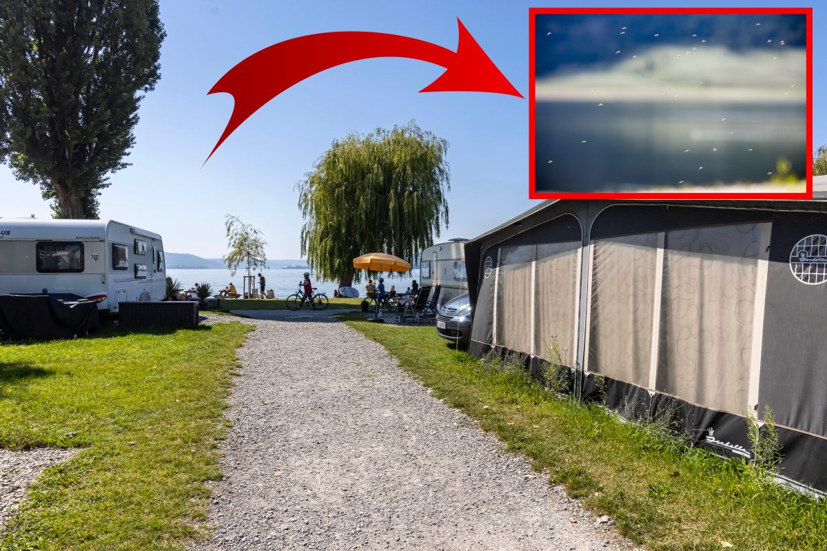 Camping-Urlaub am Bodensee: Eklige Plage geht um – Touristen halten es nicht aus